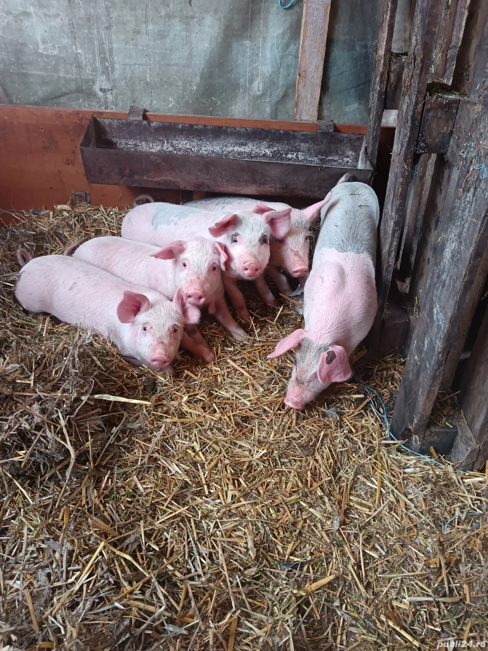 vand purcei 6 saptaminin