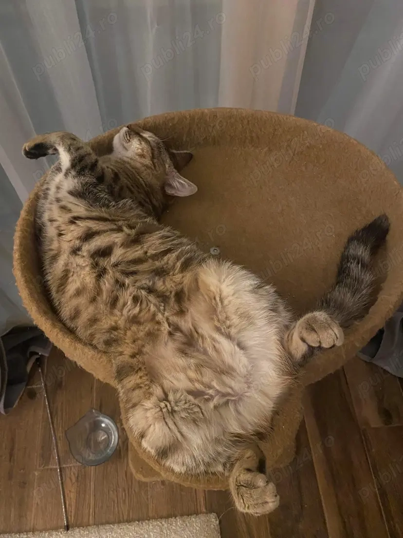 Cat sitter Constanta