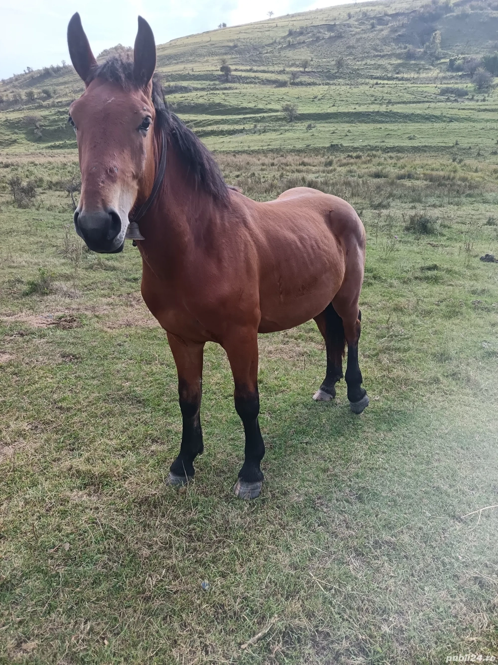 vand minz sau schimb 