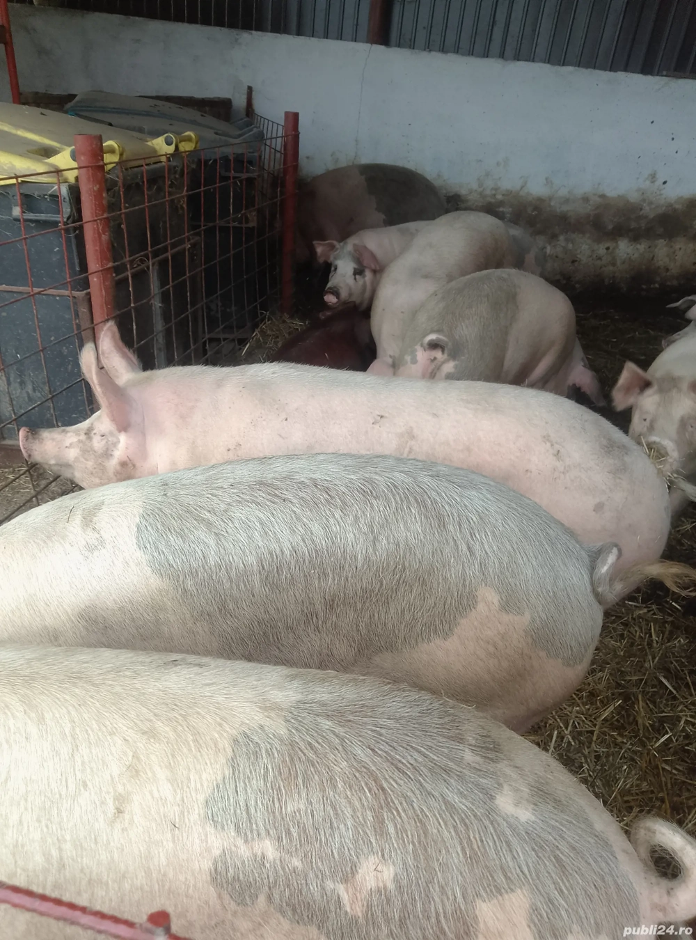 Porci Grasi  Porci Grasi