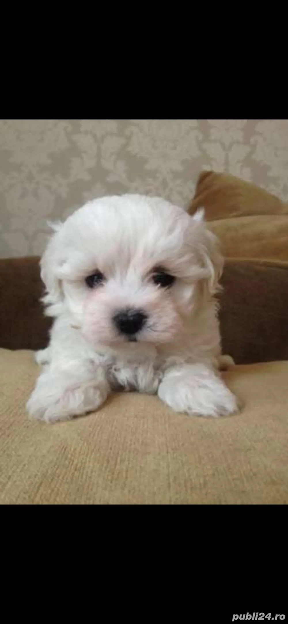 Bichon maltez