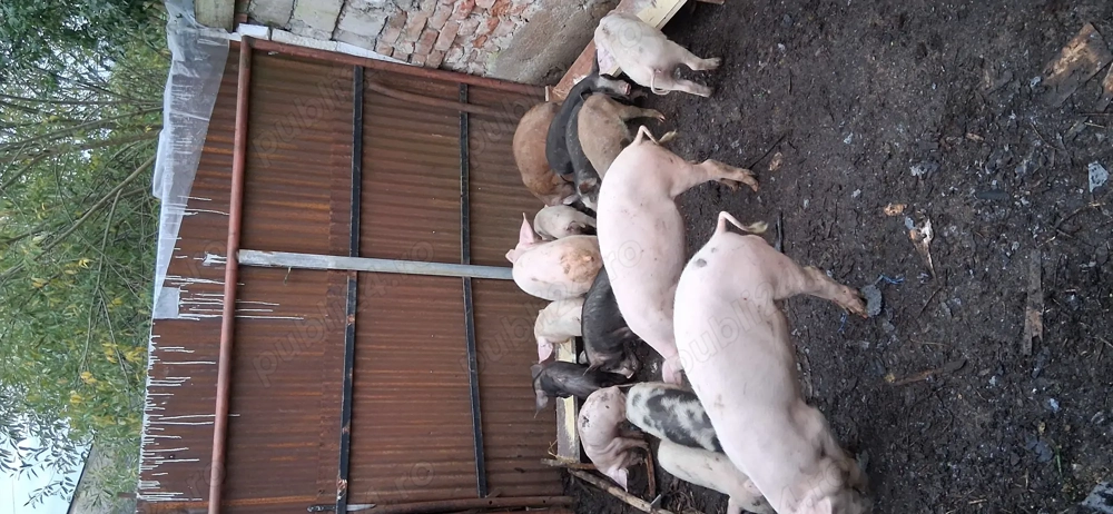 Porci de vanzare 