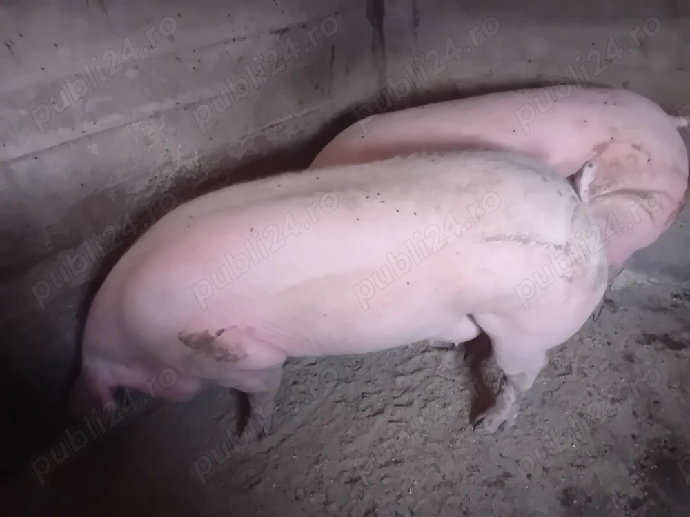 Porc de vsnzare.......