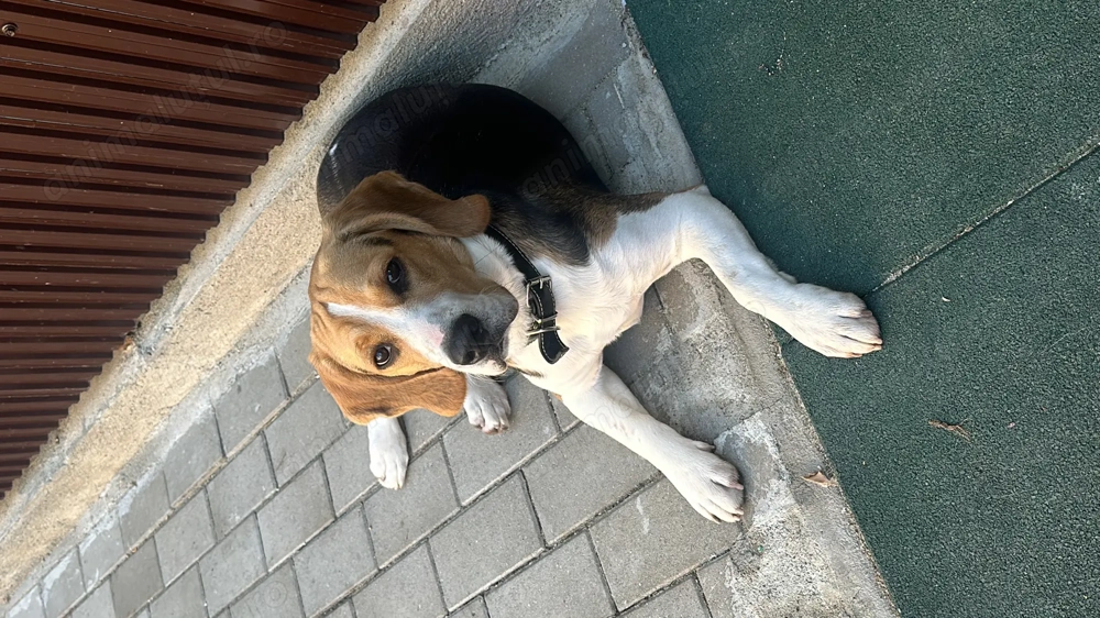 Câine beagle mascul (9 luni ) . Toate vaccinurile la zi , are cip . Este un câine jucăuș și energic 