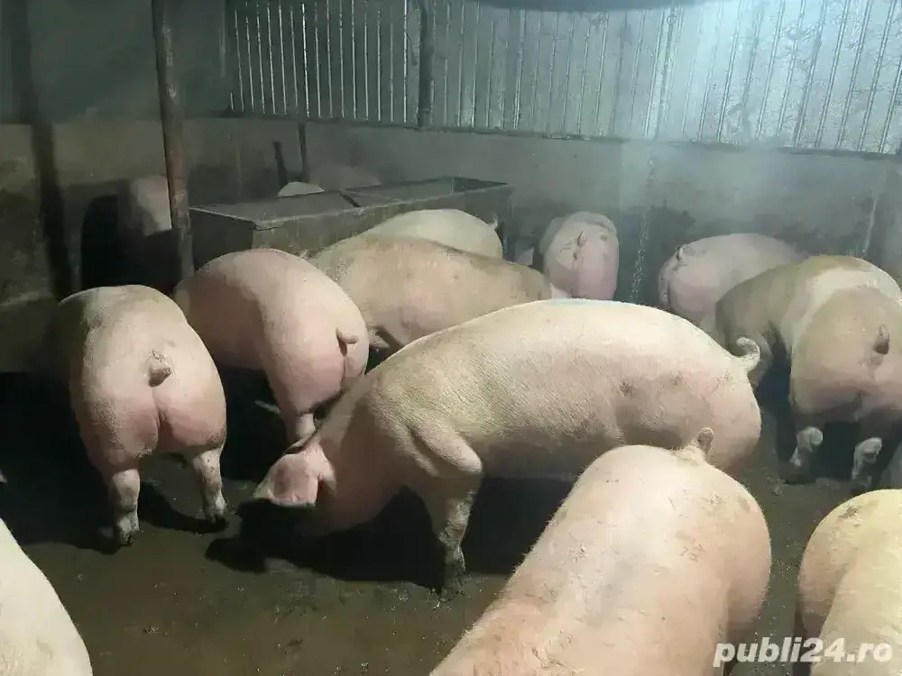 porci de vanzare 