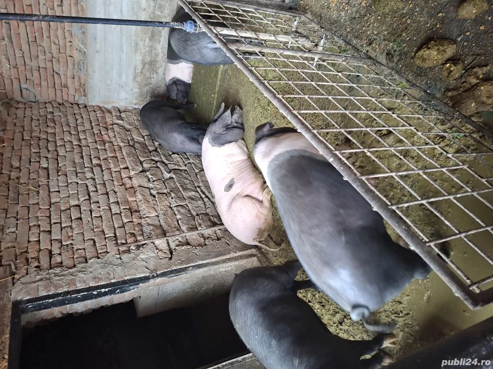 Vind Porci bazna pt sacrificat cu greutate intre 80 si 200 kg