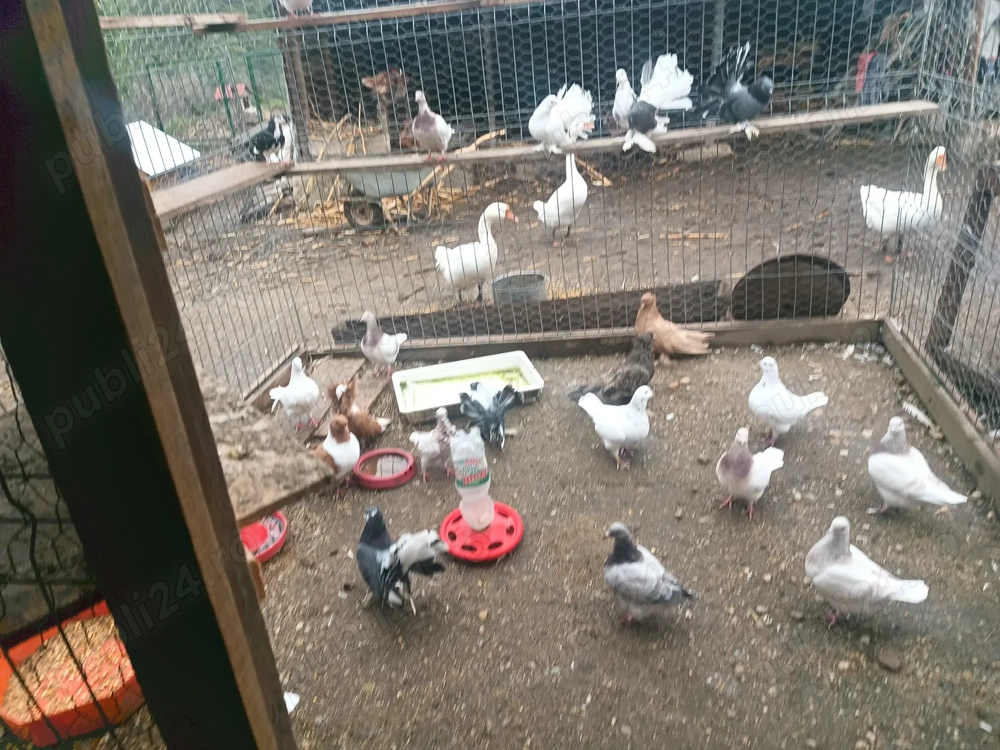 Vând   schimb cu păsări de Curte.porumbeii de calitate diferite rase 