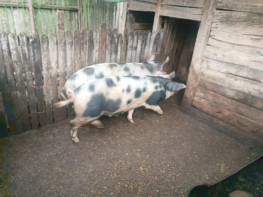 Vând porci Crescuți Bio Vând porci Crescuți Bio