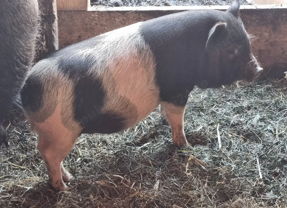 Vand 5 purcei vietnamezi cu bazna