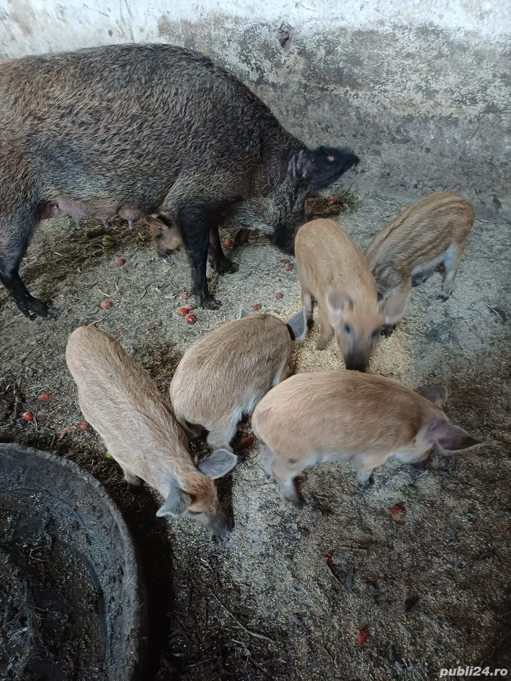 vând purcei de mangalița 