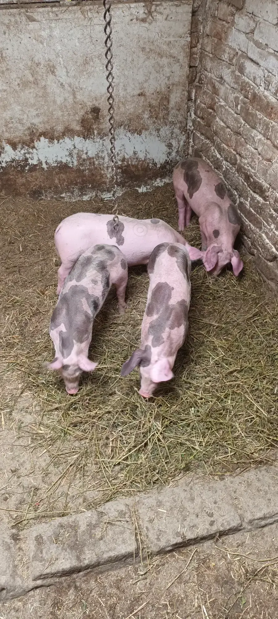 Vand purcei 12 săptămâni 