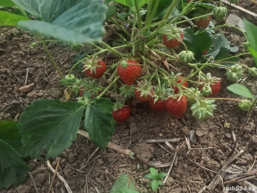 Vand stoloni de capsuni