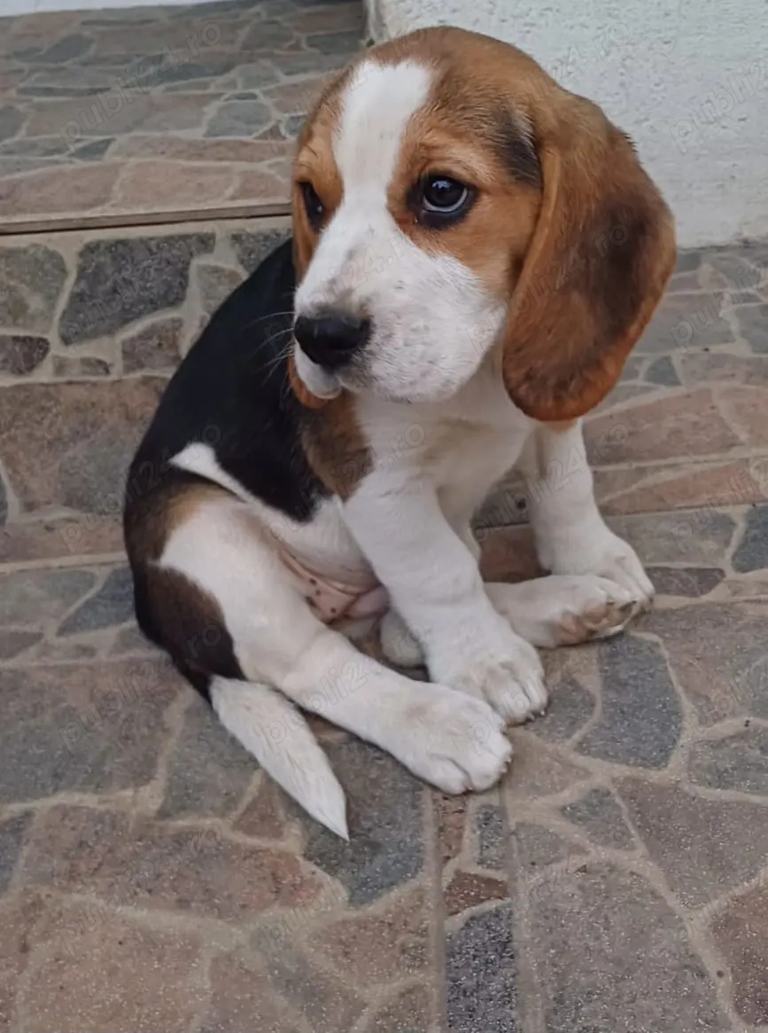 Pui Beagle Tricolor