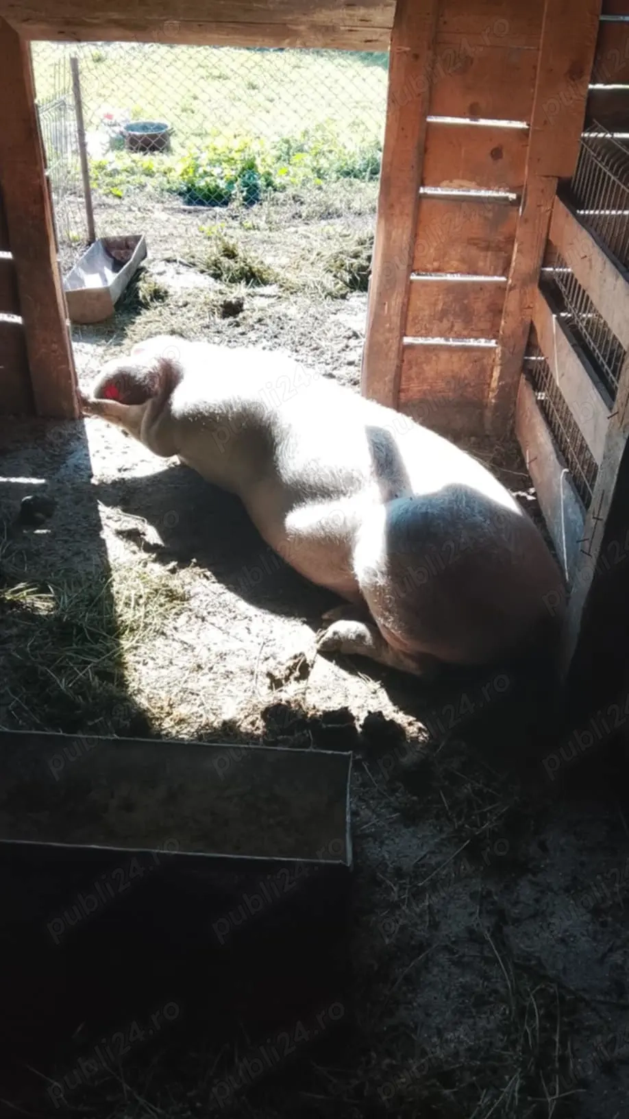 Vând porci de carne