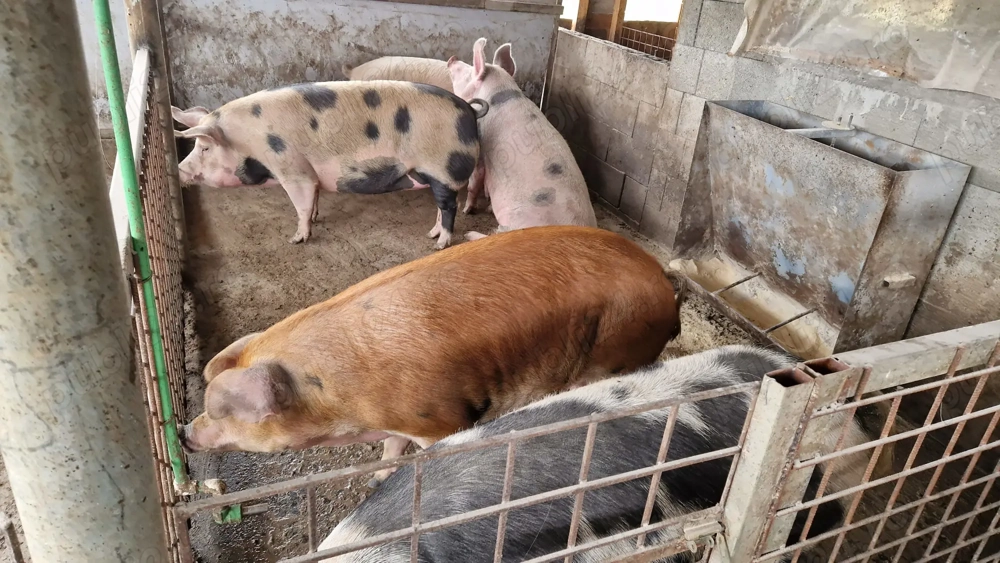 Disponibili  Disponibili