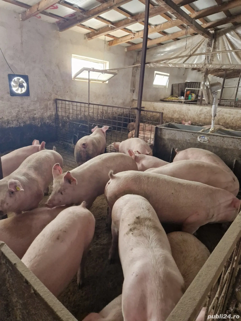 Porci  de carne  Porci  de carne