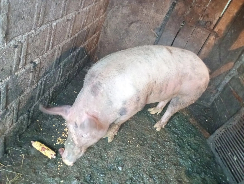 Vând porci tineri, rasă de carne!