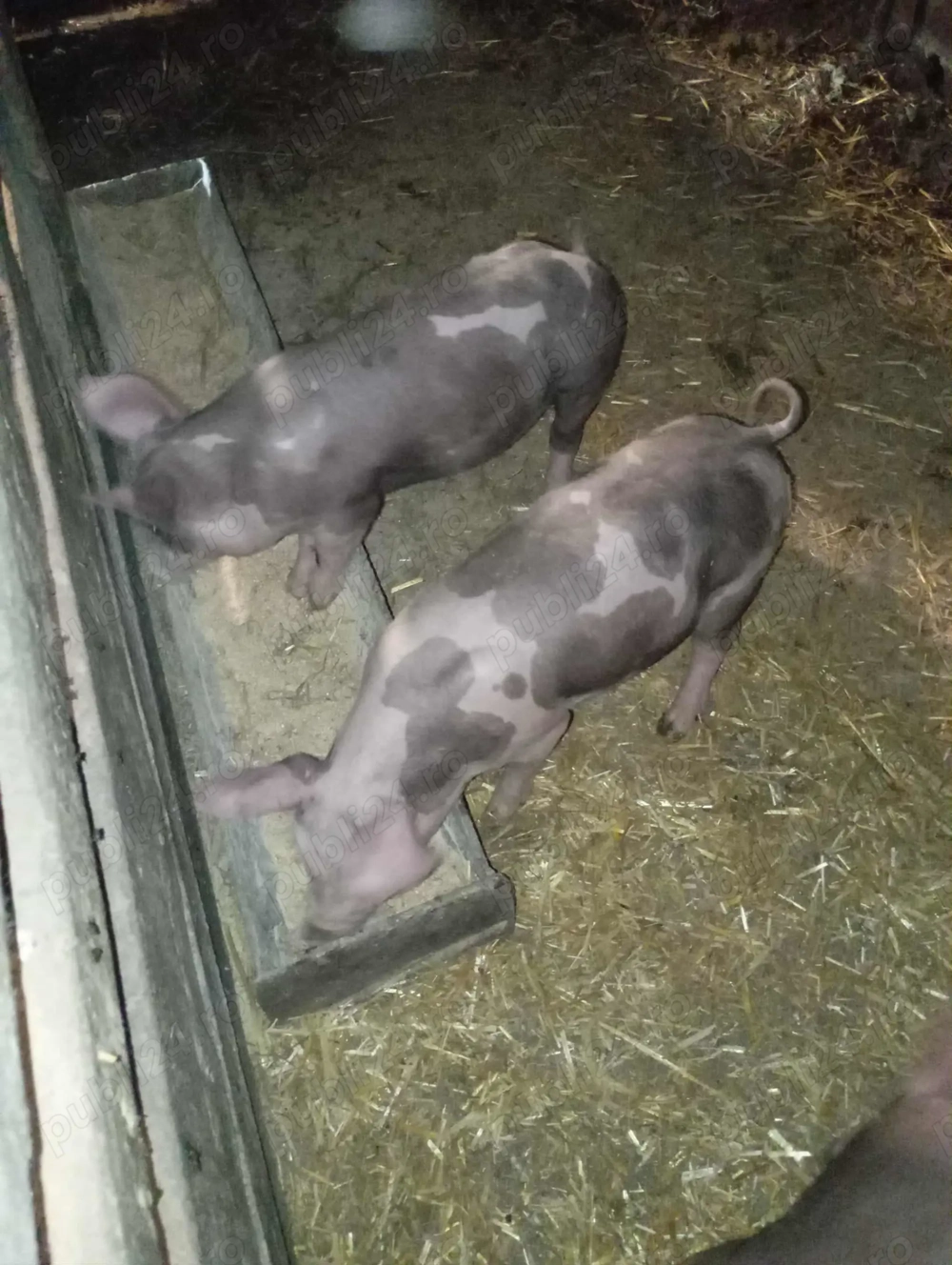 Vand purcei Vand purcei