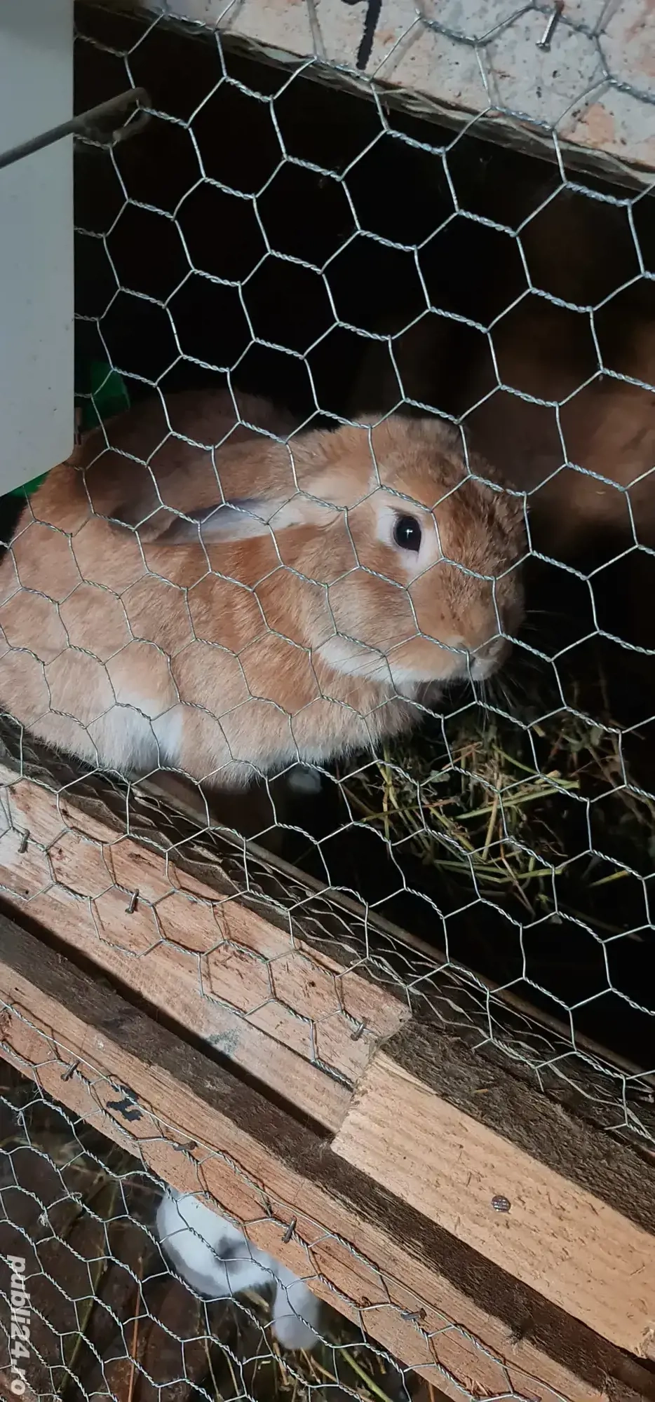 Iepure berbec german pitic Iepure berbec german pitic