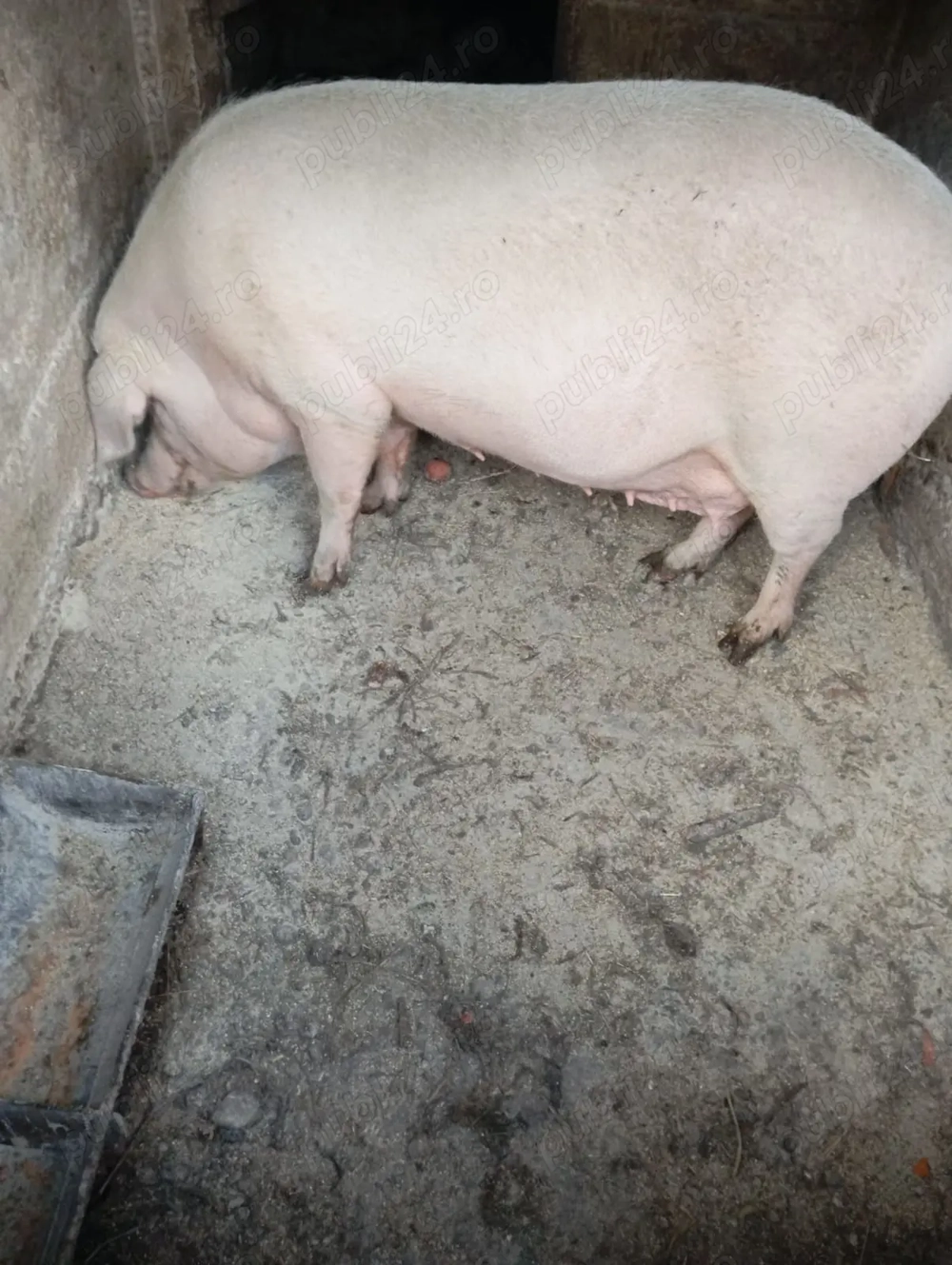 Scroafă excelentă la a 4-a fătare, gestanta 3 luni, de vânzare