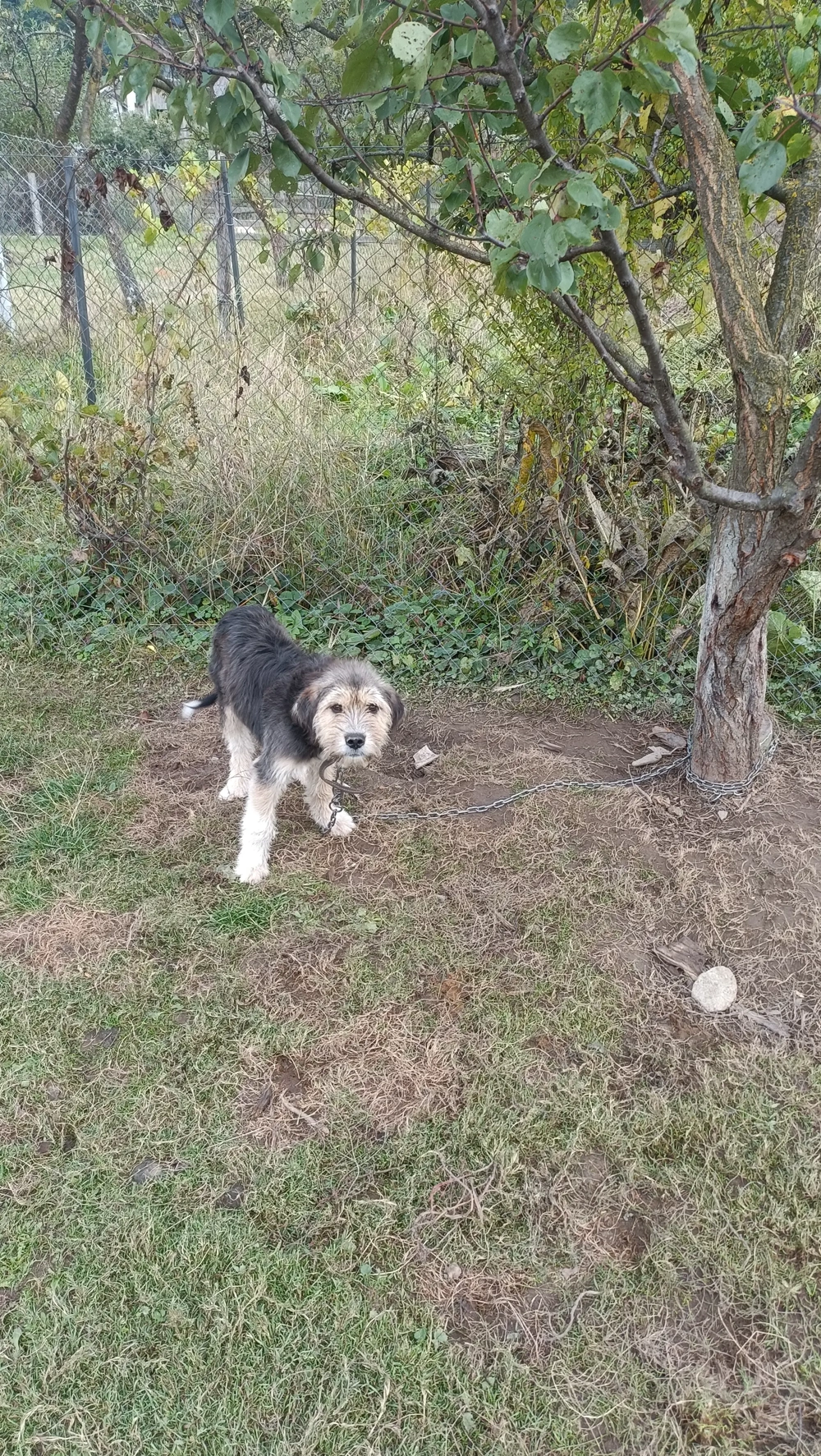 Cățel talie mică bun de pază și prietenos cu copii