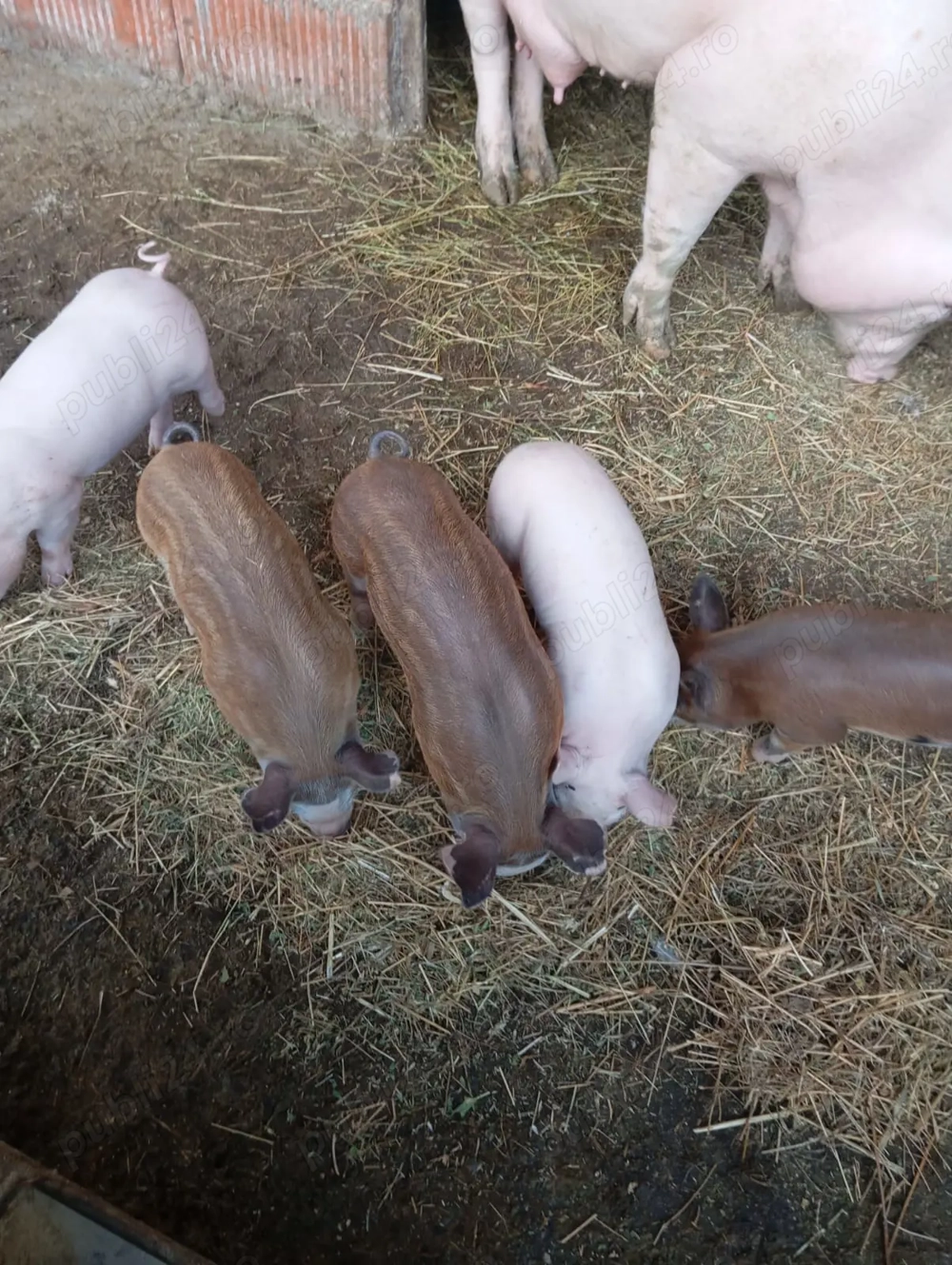 Scroafă cu 5 purcei de 2 săptămâni 