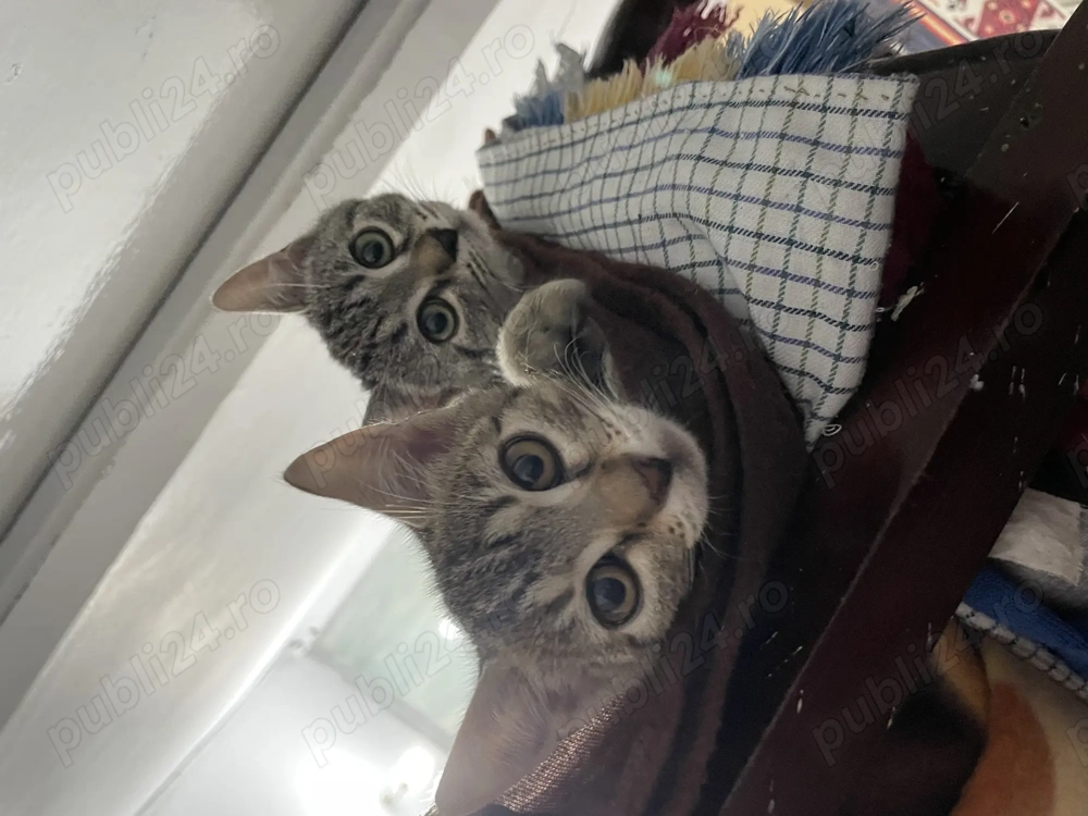 Pisoi spre adopție  Pisoi spre adopție