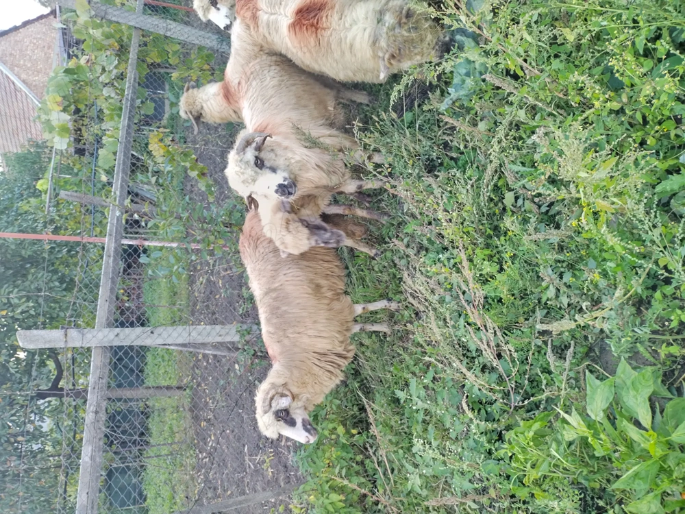 Oi de vanzare 12 bucati 450 lei bucata 