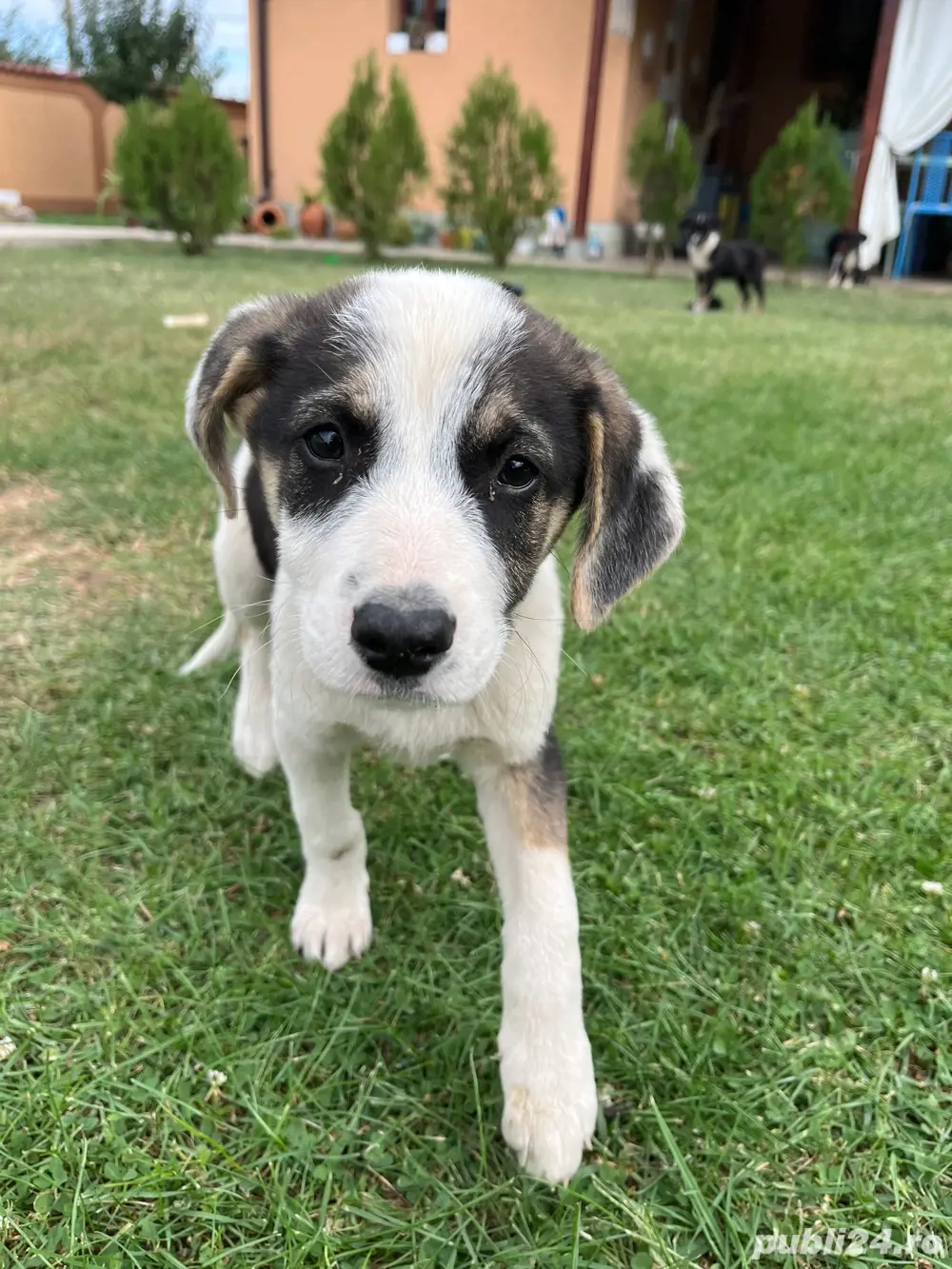 Catei metis beagle Catei metis beagle