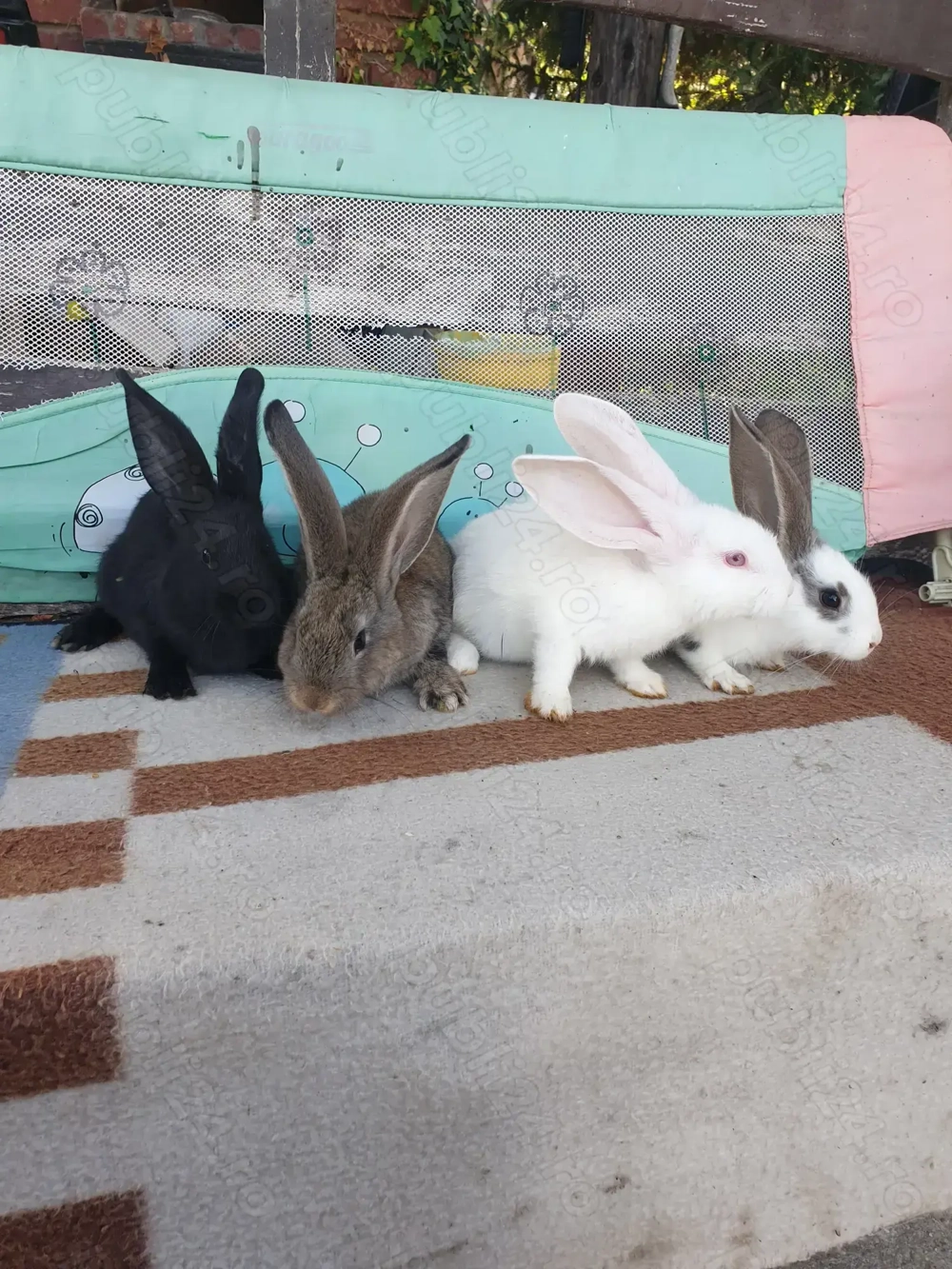 Vand iepuri mascul si femela 