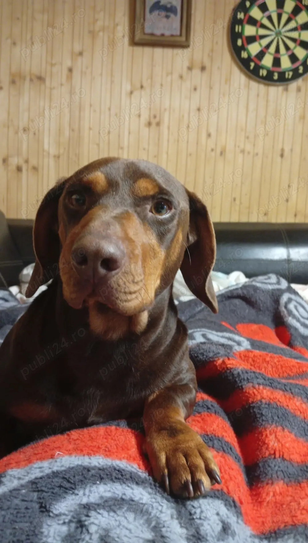 Vând Teckel mascul 1 an