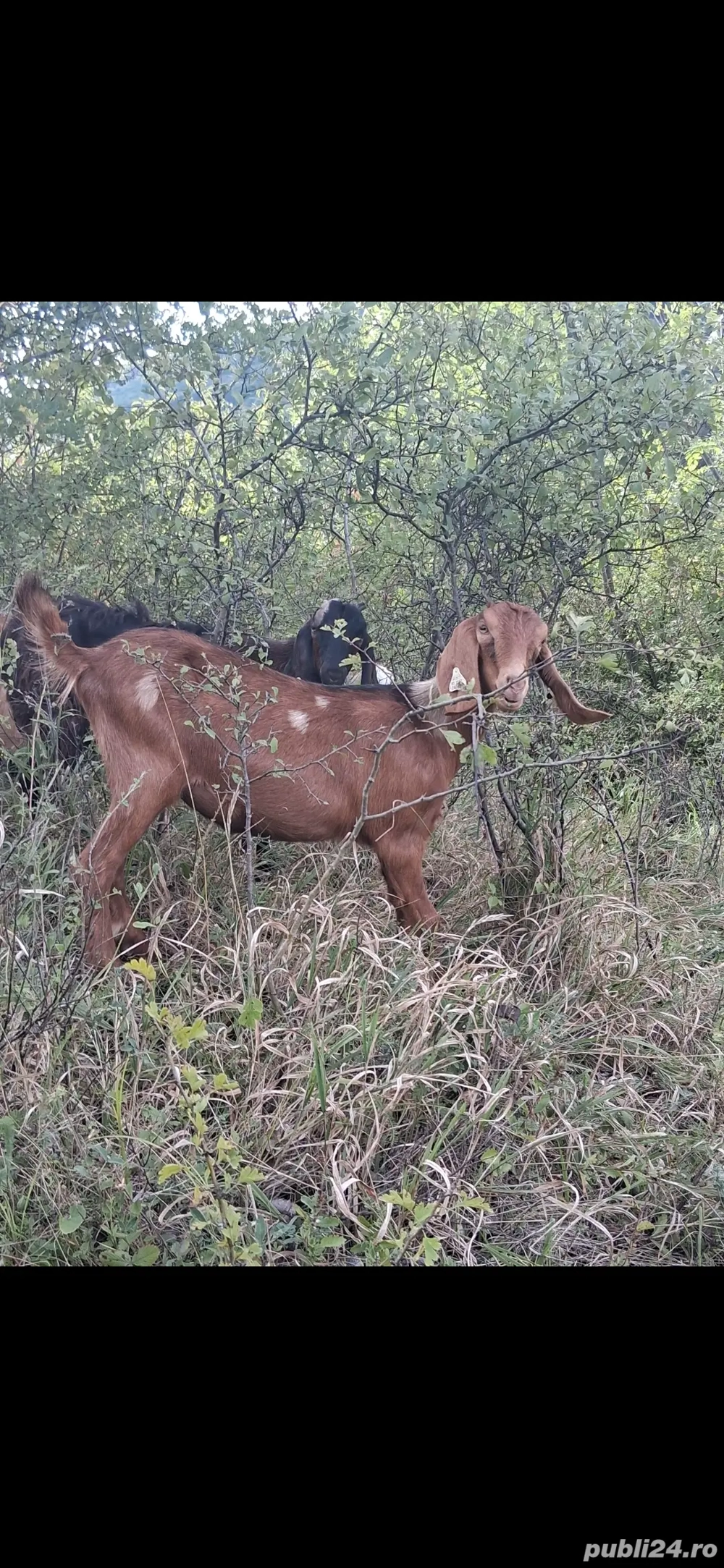 vand iede anglo nubiene vand iede anglo nubiene