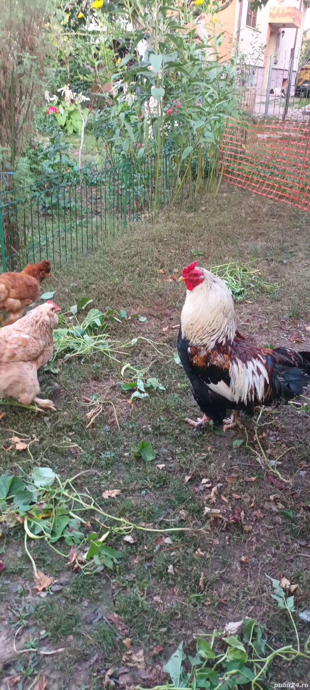 Vînd cocoșul din imagini Vînd cocoșul din imagini