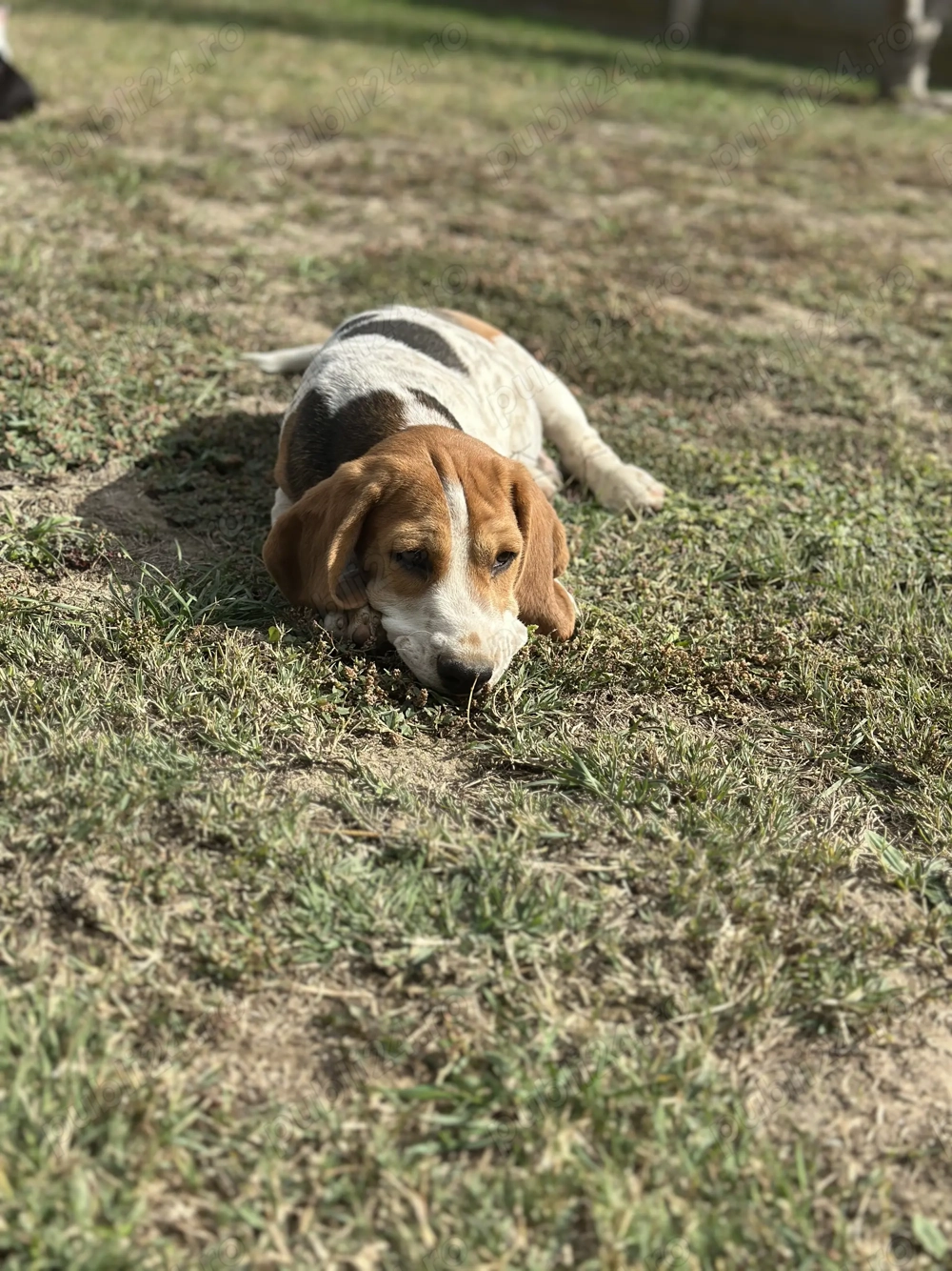 Cățeluș beagle mascul 