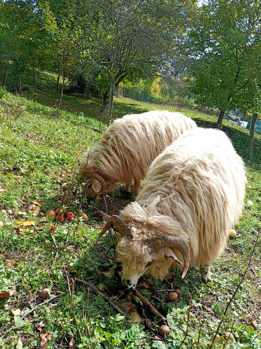 Vând 2 berbecuți Vând 2 berbecuți