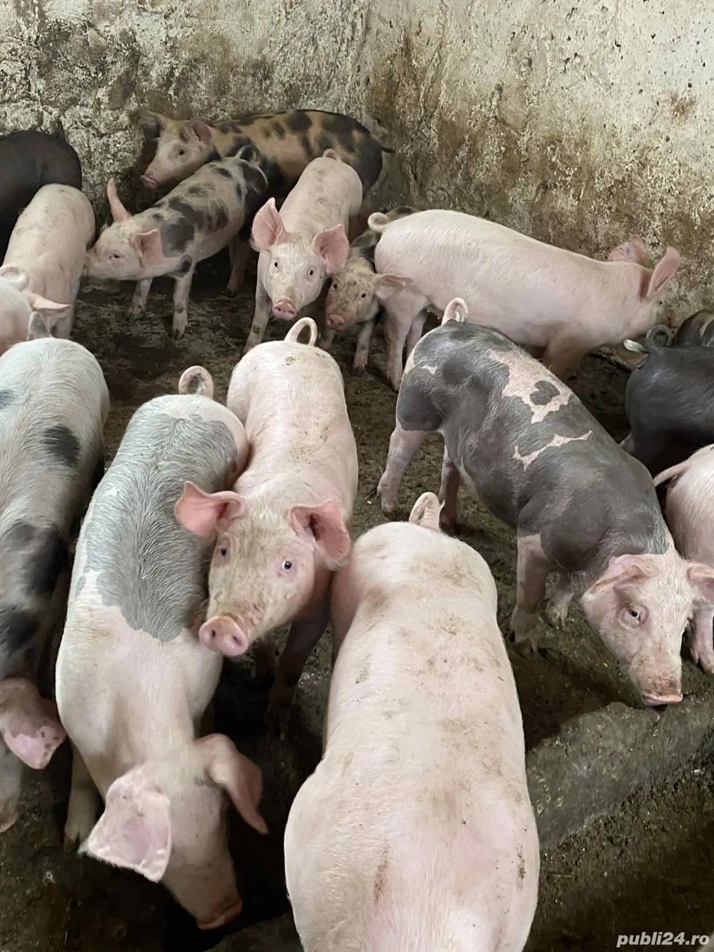 vând 20 soldani rasa de calitate 30-35 kg vând 20 soldani rasa de calitate 30-35 kg