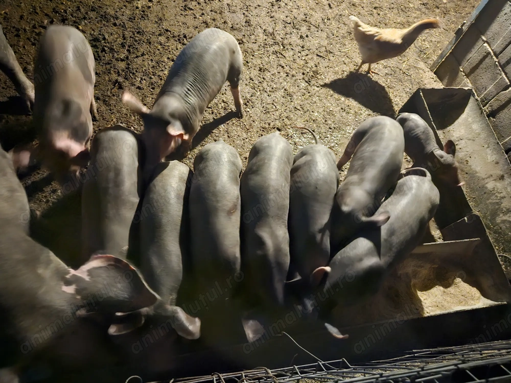 Porci pietrean de carne