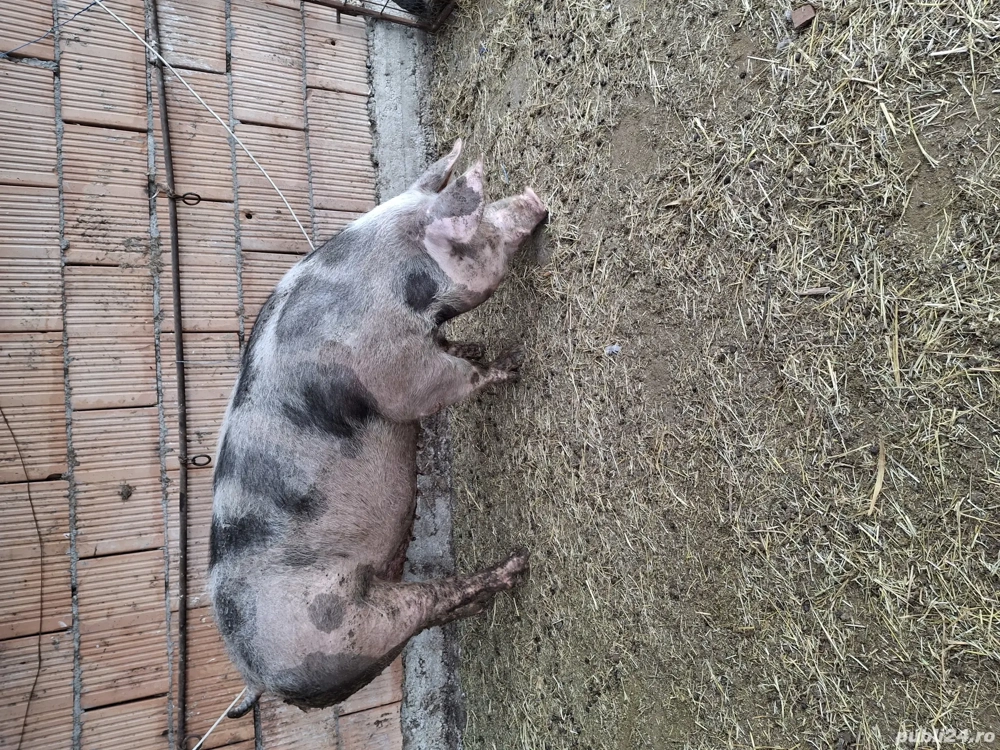 vând porcii grasi de taiat vând porcii grasi de taiat