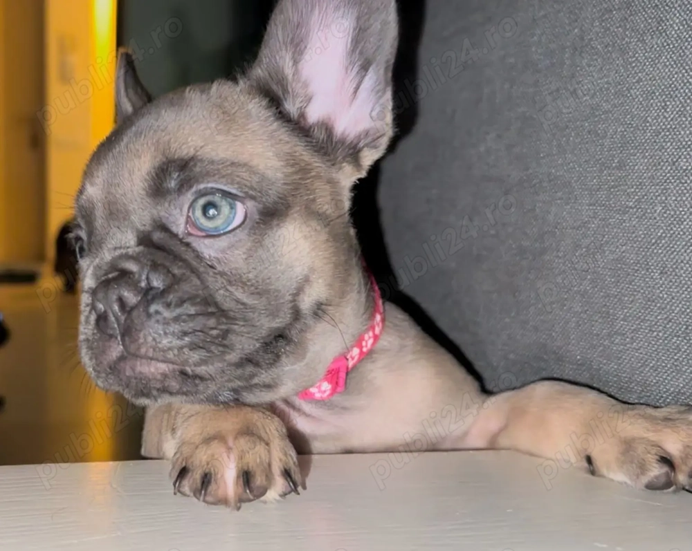 Frenchie Bulldog francez