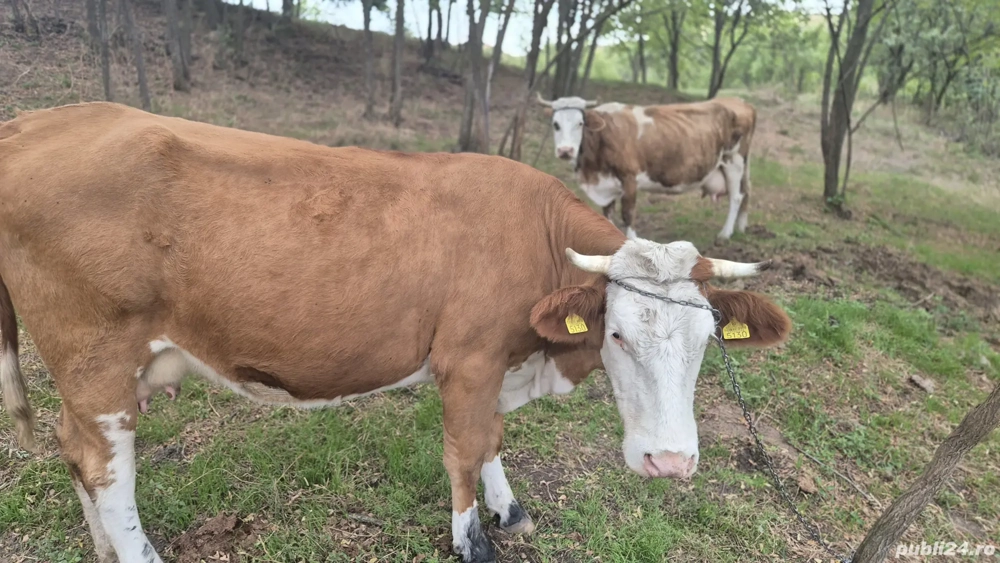 vaca baltata romaneasca 