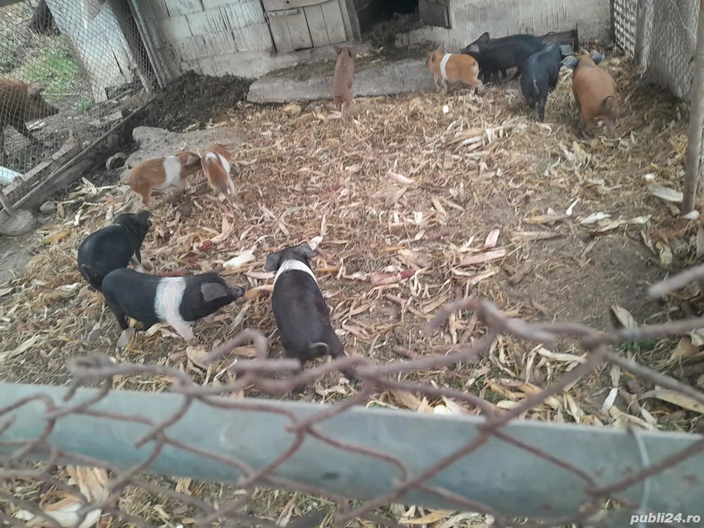 vind purcei  porci grasi 