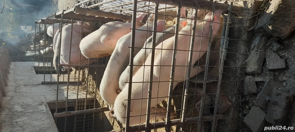 Porci de vanzare