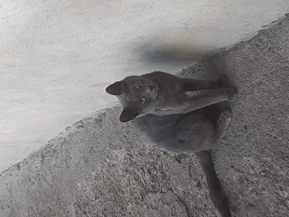 Done pisici diferite culori Done pisici diferite culori