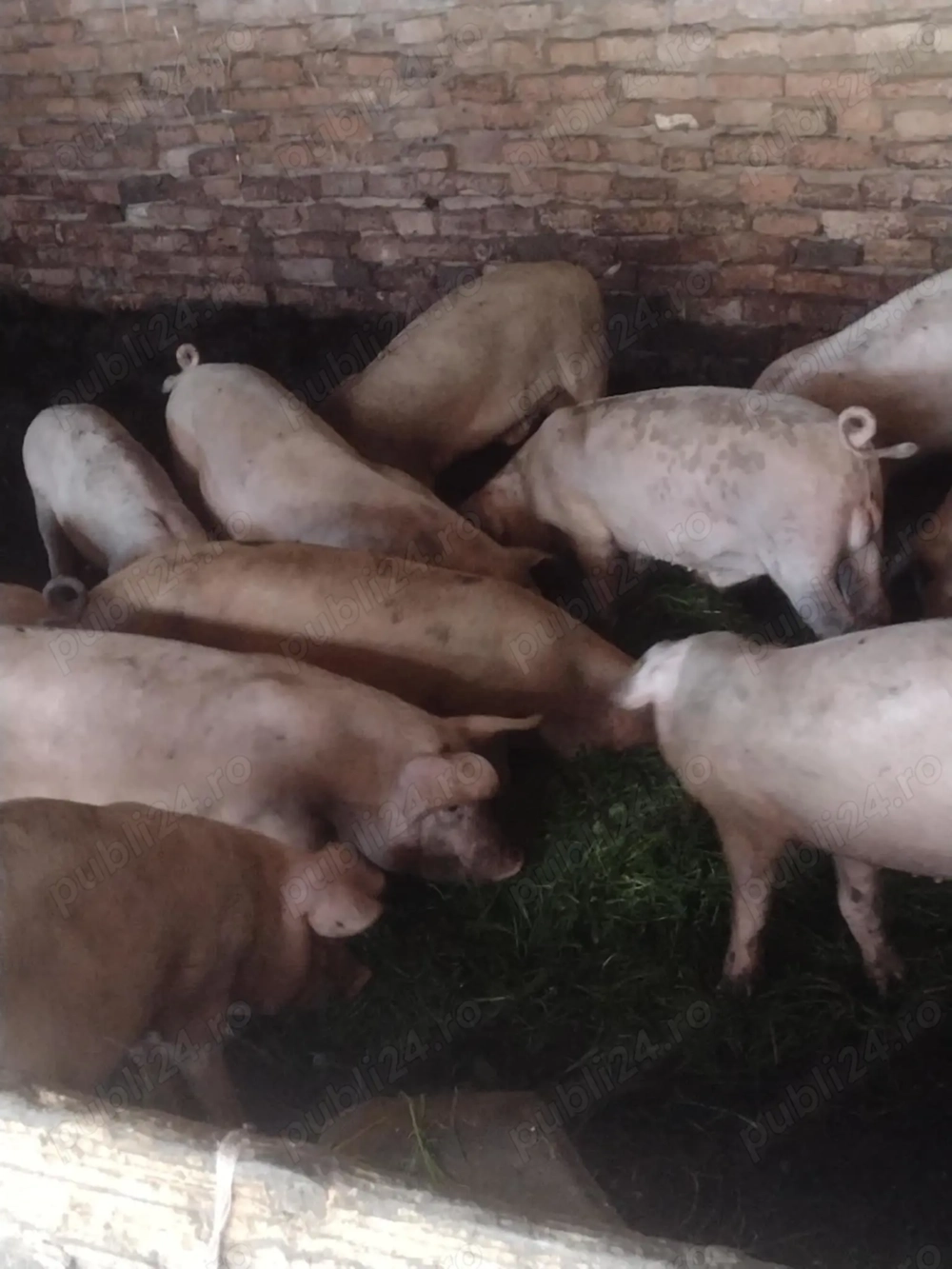 Vând purcei de 2 lunii  Vând purcei de 2 lunii