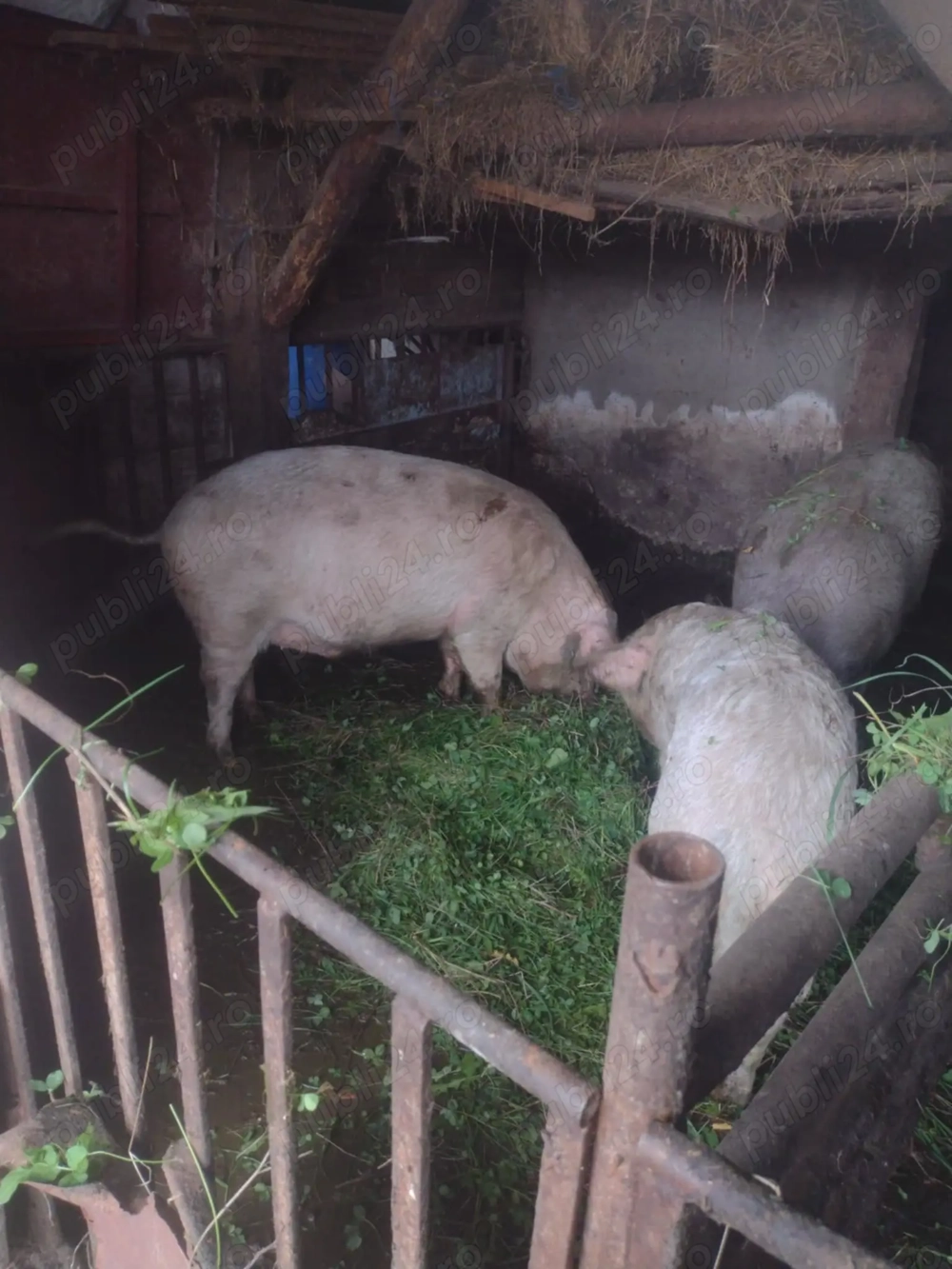 Vând porci 16 le KG