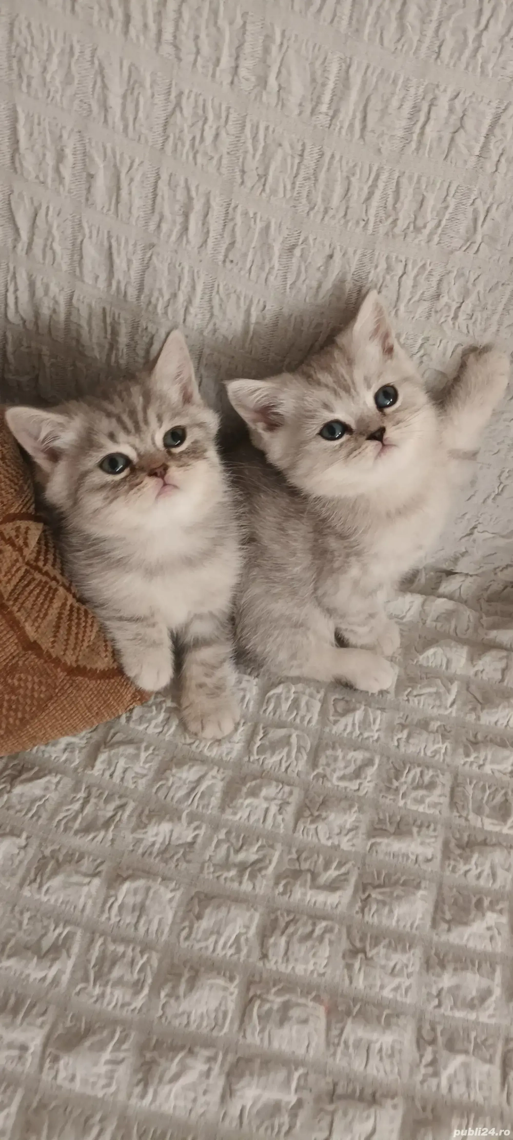 Brithish chincilla silver 