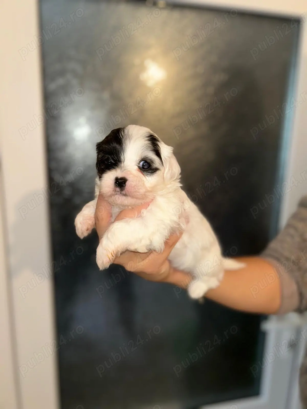 Vând cățeii Bichon Havanez!  Vând cățeii Bichon Havanez!