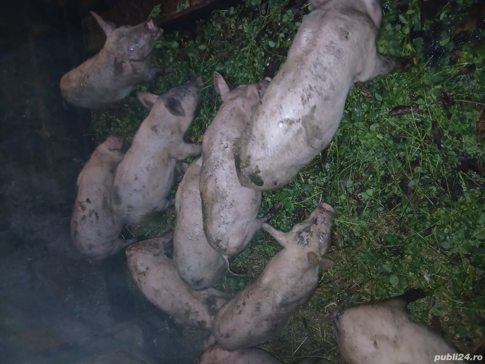 vand purcei de 10 saptamani  vand purcei de 10 saptamani