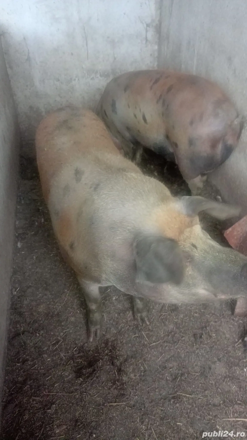 Porci de vânzare pentru sacrificare