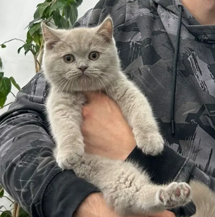 British shorthair din părintii de elită